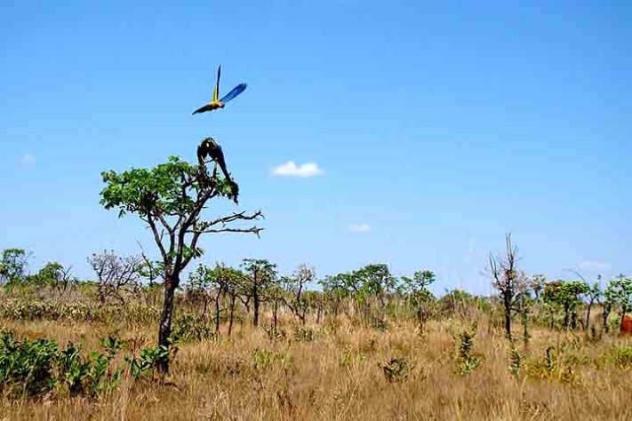 Reservas do Cerrado: Parque Nacional das Emas (GO)- Locais brasileiros já reconhecidos como Patrimônio Mundial da Unesco - Luciano Thomazelli/Wikimédia Commons