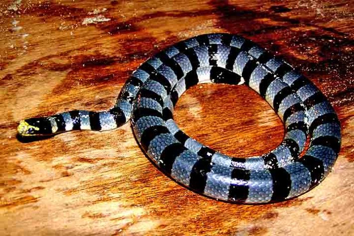 Cobra-do-mar-pelágio