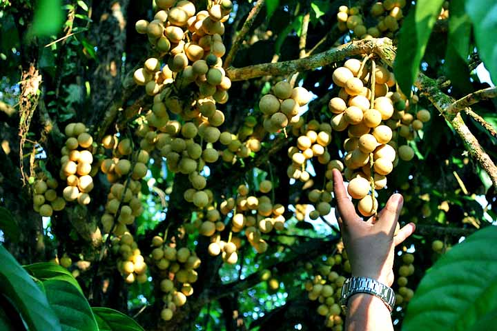 Assim, ele apresenta duas variedades: Duku e Longkong. O primeiro é mais doce e arredondado, com casca mais grossa e sem látex. O segundo, por sua vez, tem origem na Tailândia, de redondo a oblongos, e possui menos sementes.