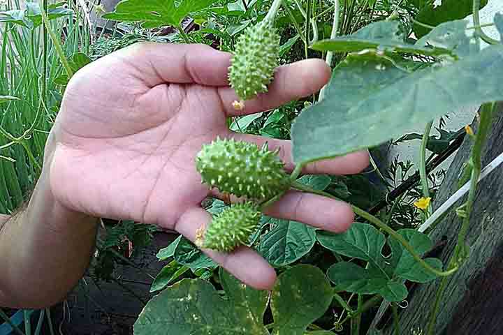 Nesse sentido, o maxixe Ã© fonte notÃ¡vel de vitamina C, um antioxidante vital que ajuda a fortalecer o sistema imunolÃ³gico e a proteger o corpo contra infecÃ§Ãµes. 