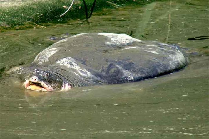 Tartaruga Rafetus swinhoei (ou Tartaruga-gigante-de-casco-mole-do-Yangtsé) - Tubarão Mega-boca encalha em Sergipe - Reprodução do Facebook