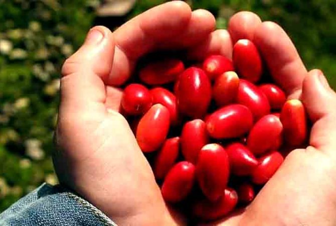 Substância de fruto mascara sabores, mas consumo necessita de cuidados