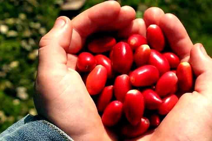 Substância de fruto mascara sabores, mas consumo necessita de cuidados