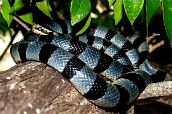 Cobra-do-mar-pelágio