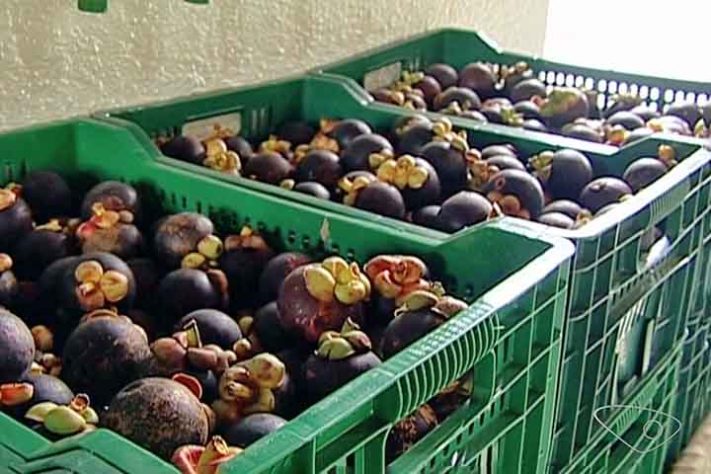 Mangostão