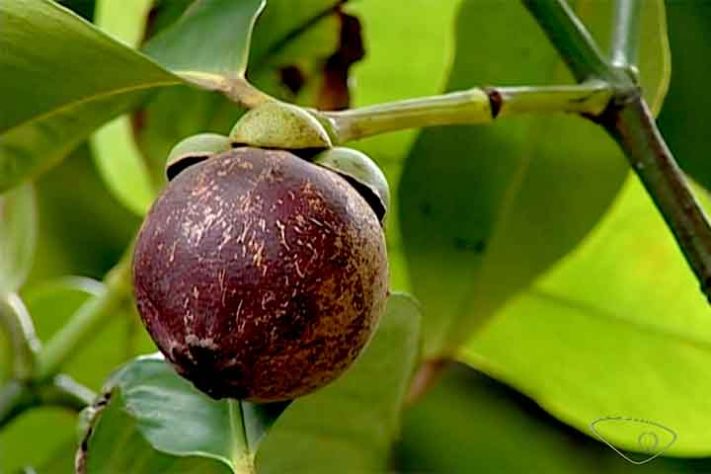 Mangostão