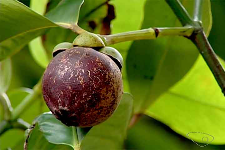 É um potente antioxidante, pois ajuda a fortalecer o fígado, assim como equilibra a produção das enzimas responsáveis pela digestão. Ele evita mal estar, náuseas ou barriga estufada.