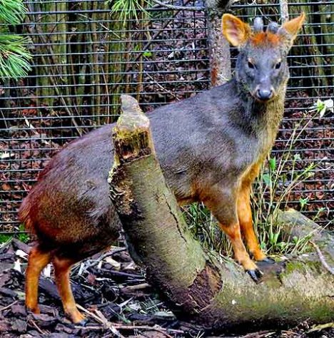 Cervo-das-folhas (Pudu mephistophiles) - Tubarão Mega-boca encalha em Sergipe - D.Gordon E.Robertson/Wikimédia Commons