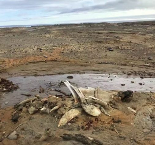 Cientistas descobrem grande cemitério de baleias em ilha do Ártico Russo - Divulgação/AARI