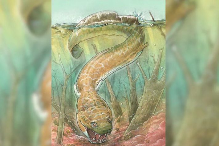 Cientistas encontram fóssil de salamandra gigante pré-histórica - Gabriel Lio/Divulgação