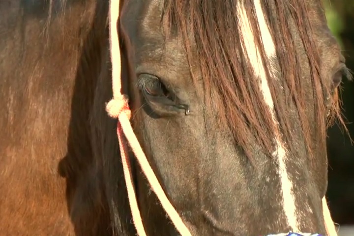 O cavalo era uma referência da raça Mangalarga Marchador, com títulos nacionais e uma produção de descendentes considerada extraordinária.-Reprodução/TV Globo