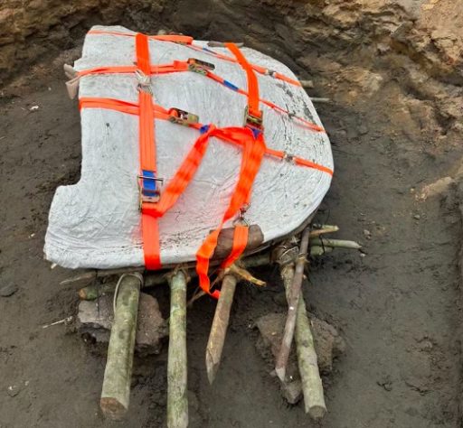 Pesquisadores acham fóssil de tartaruga gigante que viveu na Amazônia há 13 milhões de anos