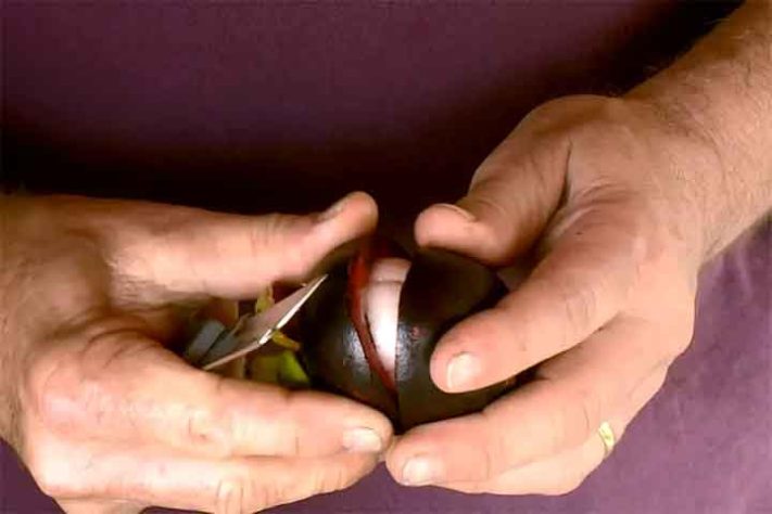 Mangostão