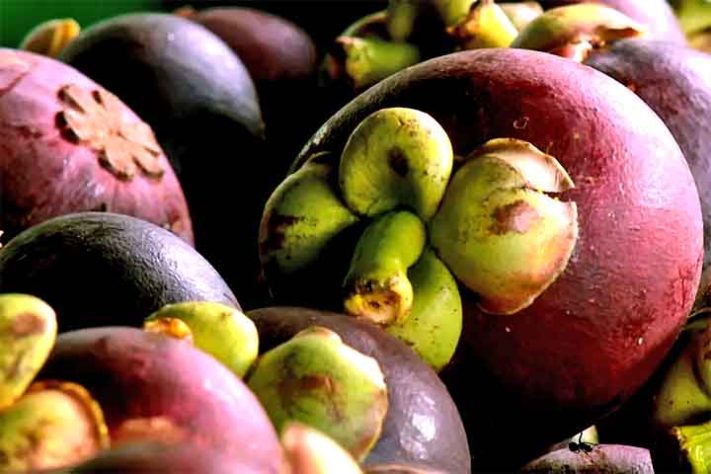 Mangostão