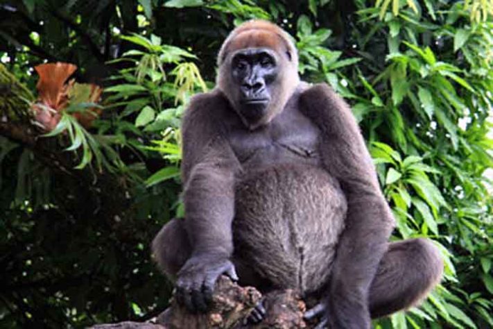 Gorila-do-rio-cross (Gorilla gorilla diehli) - Tubarão Mega-boca encalha em Sergipe - arenddehaas /Wikimédia Commons