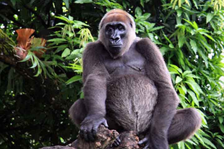 Gorila-do-rio-cross: Esta subespécie de gorila-ocidental é encontrada em uma pequena região na fronteira entre Camarões e Nigéria. Estima-se que existam entre 200 e 300 indivíduos na natureza.