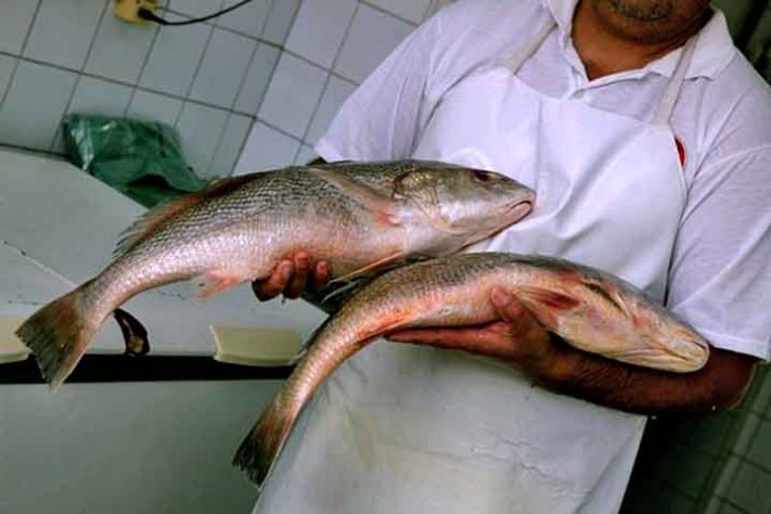 Anchova