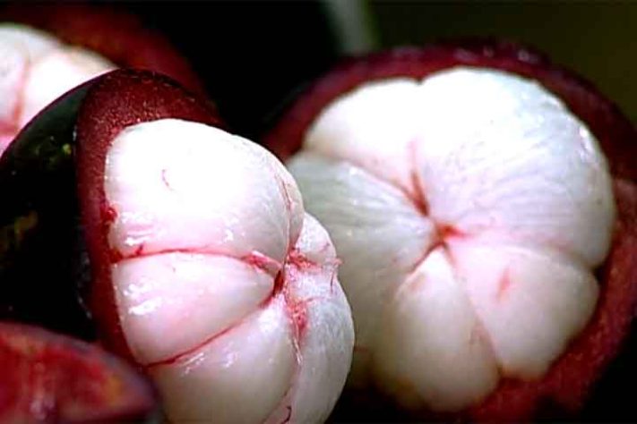 Mangostão