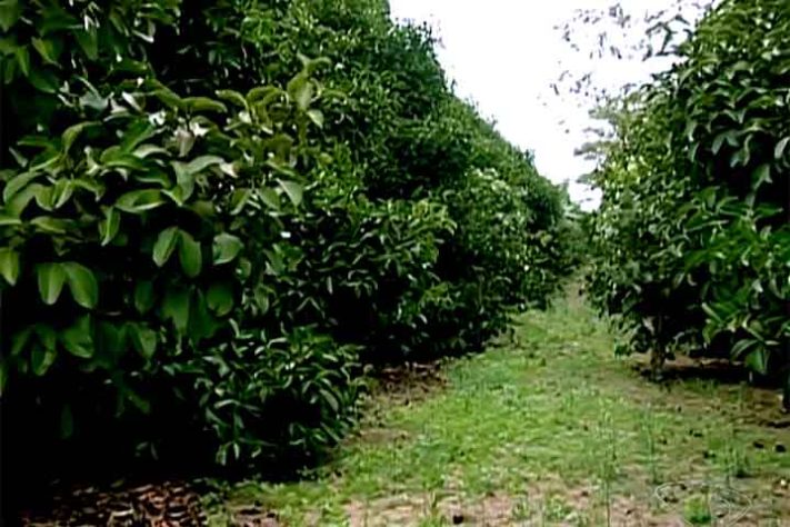 Mangostão