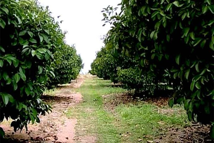 Mangostão