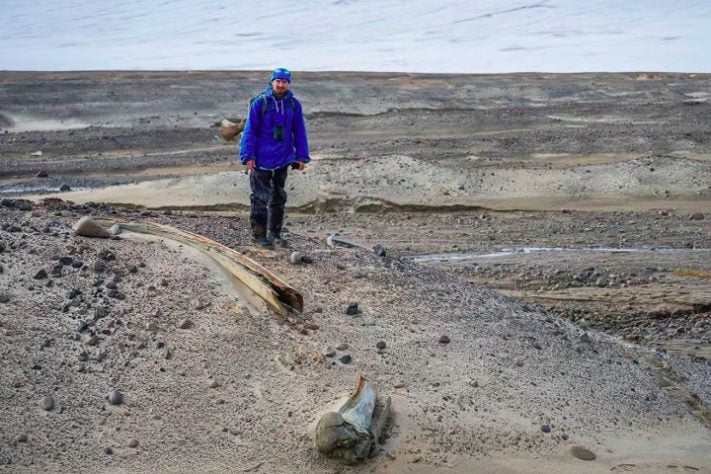 Cientistas descobrem grande cemitério de baleias em ilha do Ártico Russo - Divulgação/AARI