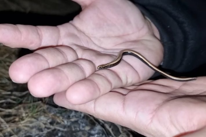 Menor cobra do mundo é redescoberta em Barbados - Reprodução/YouTube