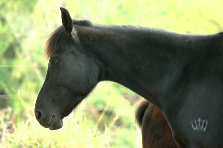 Os sintomas incluem prostração, perda de apetite e hemorragias, levando à morte em poucas horas após a piora.-Reprodução/TV Globo