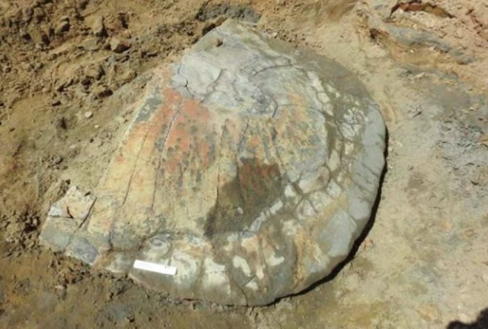 Pesquisadores acham fóssil de tartaruga gigante que viveu na Amazônia há 13 milhões de anos