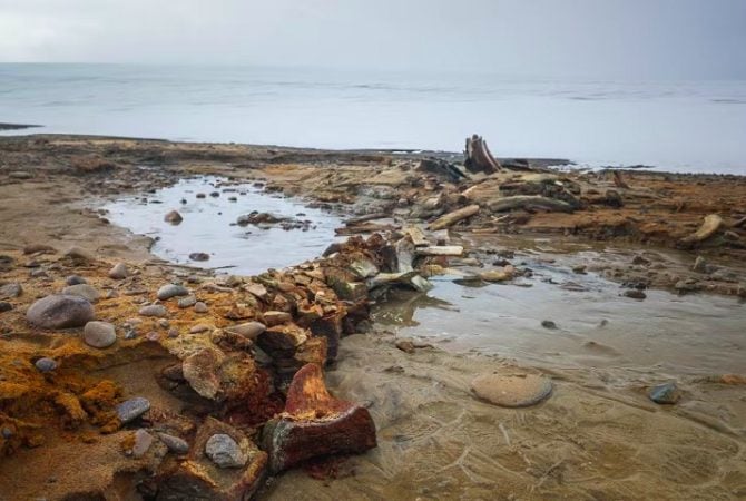 Geleira recua e cientistas descobrem grande cemitério de baleias no Ártico russo