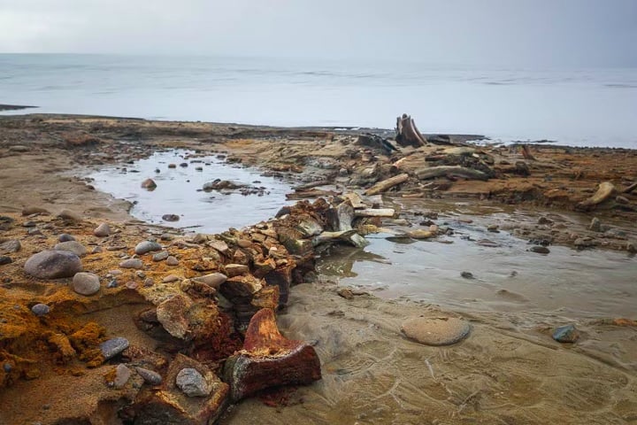 Cientistas descobrem grande cemitério de baleias em ilha do Ártico Russo - Divulgação/AARI