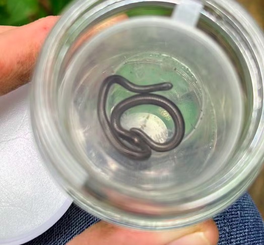 A identificação da espécie sempre foi um desafio: além do tamanho diminuto, ela se parece com outra cobra invasora, o que levou a confusões em avistamentos anteriores. 