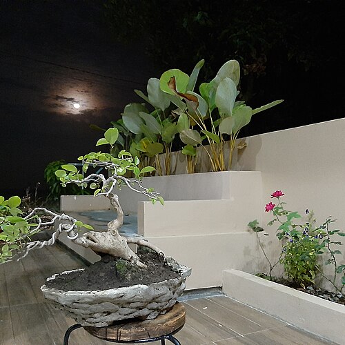 A técnica consiste em cultivar árvores em vasos pequenos, moldando-as por meio de podas, arames e controle de raízes. O objetivo é reproduzir a aparência de árvores centenárias em escala reduzida.