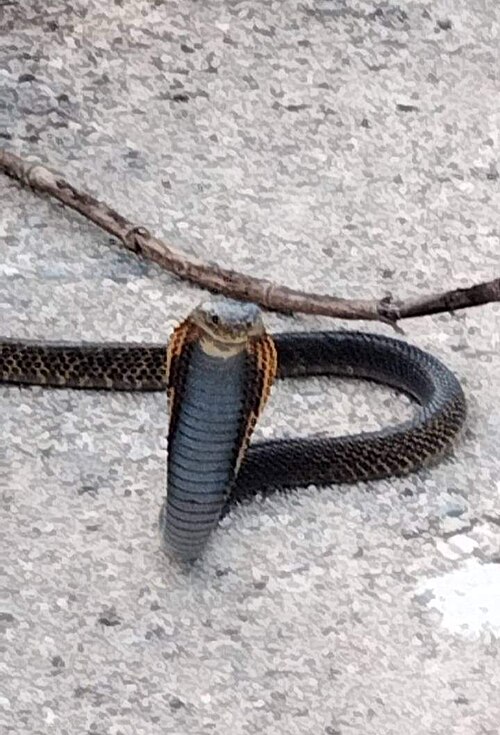 A criança foi levada para o hospital porque chegou a engolir veneno da cobra. E a naja é bastante perigosa. Mas ele se recuperou bem após receber antídoto. O caso causou perplexidade entre os médicos. -MorphinESTP  wikimedia commons