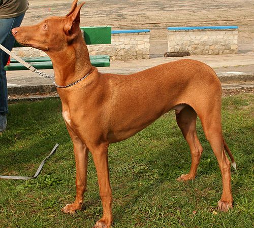 Gordinhos ou esbeltos? Veja raças de cães com maior (ou menor) tendência a ganhar peso
