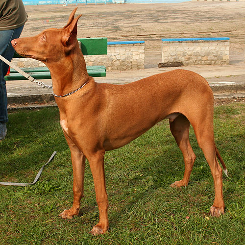 9º lugar - Cão Pharaoh Hound – até R$?38.250. Originário de Malta, é um cão de caça antigo, esguio, expressivo e capaz de "ruborizar" quando excitado.