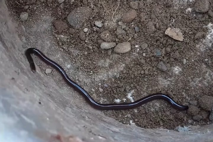 A cobra de Barbados estava em uma lista global que incluía outras 4.800 espécies desaparecidas.