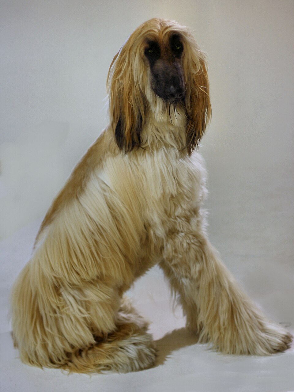 10º lugar - Cão Afegão (Afghan Hound) – até R$?35.700. Originário do Afeganistão, é elegante, veloz e com pelagem longa e sedosa, exige escovação constante.