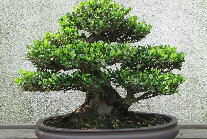 Bonsai: delicadeza que embeleza o ambiente e relaxa a mente
