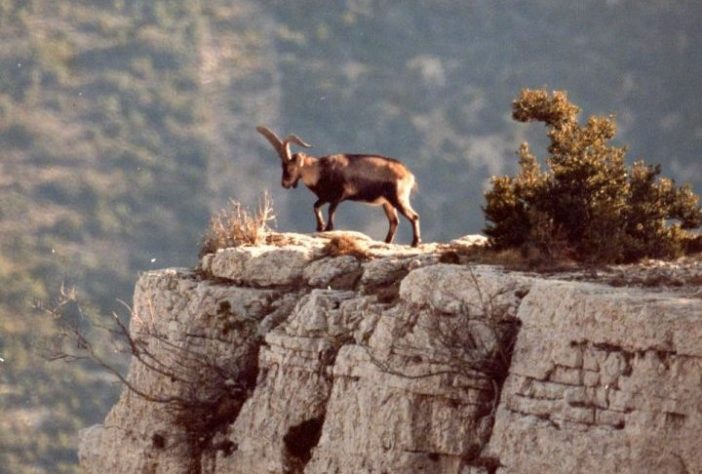 Bucardo (íbex-dos-Pireneus)