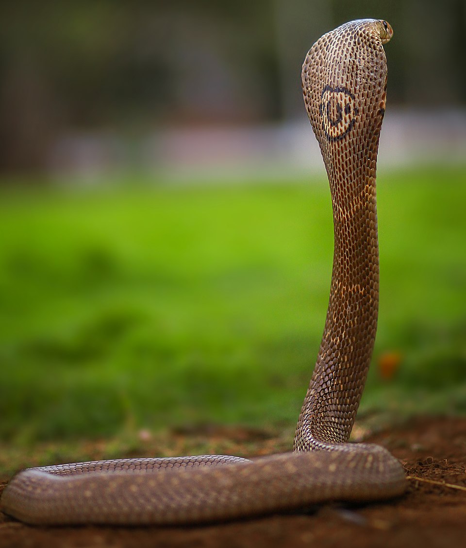 Antivenenos específicos foram desenvolvidos para neutralizar o efeito tóxico do veneno das najas. O atendimento rápido é essencial para evitar sequelas graves ou óbito.-Akash M. Deshmukh  wikimedia commons