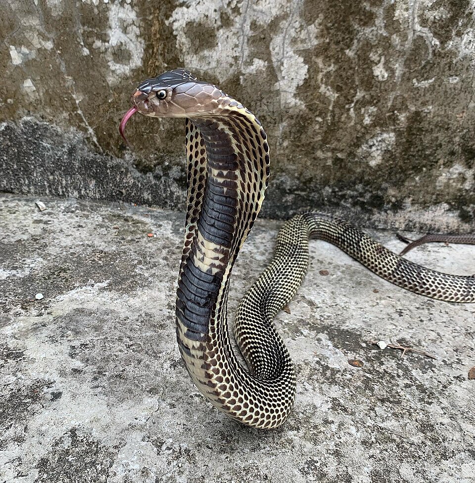 A naja é uma serpente pertencente ao gênero Naja, da família Elapidae, famosa por seu capelo expansível. Esse “capuz” é formado por costelas alongadas que se abrem quando o animal se sente ameaçado.-MorphinESTP - wikimedia commons