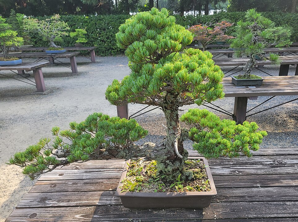 O bonsai pode ser cultivado tanto em ambientes internos quanto externos, mas espécies tropicais e subtropicais se adaptam melhor dentro de casa. Ainda assim, precisam de luz e ventilação adequadas.
