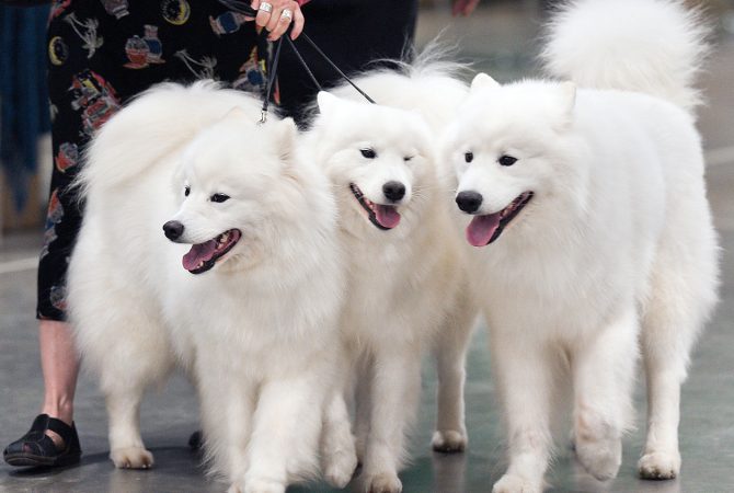 Valorizadas: as raças de cães mais caras do planeta