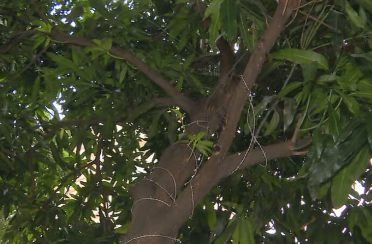 Trata-se de uma mangueira, uma árvore muito comum na cidade, tanto nas ruas como em residências. Nessa época do ano, a árvore fica carregada de frutos. 