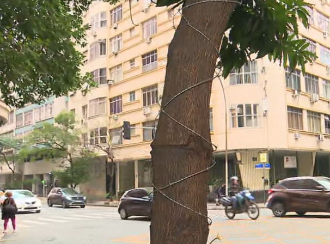 Não subam para pegar manga: Arame farpado causa espanto em árvore de Copacabana