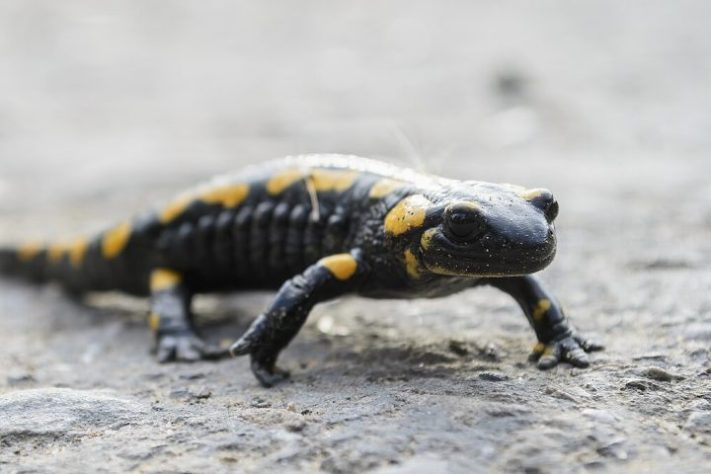 Salamandra-de-fogo - Wikimedia Commons/Vasyl Krasnoshtan