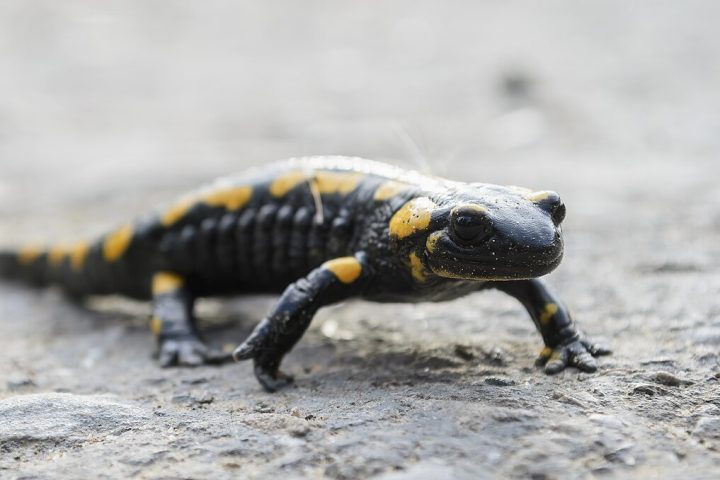 Algumas espécies, como a salamandra-de-fogo, secretam toxinas pela pele como mecanismo de defesa.
