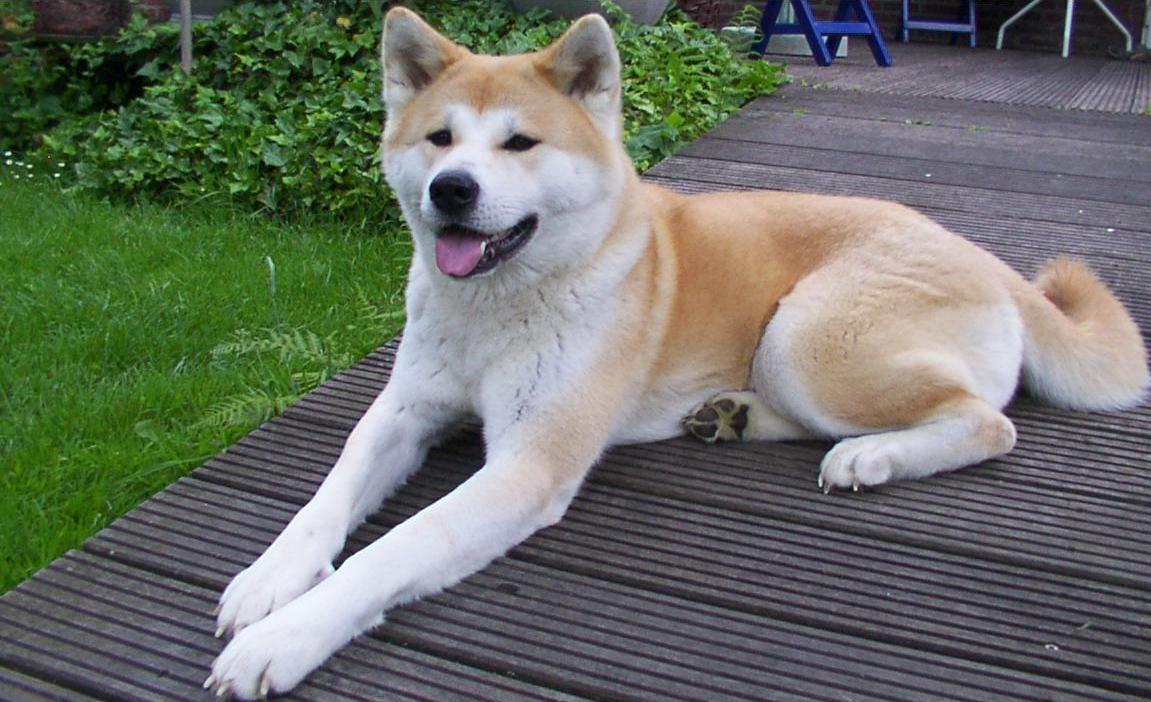 11Âº lugar - Akita Inu â?? atÃ© R$?35.700. Do JapÃ£o, Ã© imponente, fiel e reservado, com forte instinto protetor; sÃ­mbolo de lealdade no paÃ­s.
