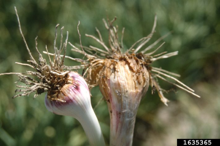 Fungo Fusarium oxysporum
