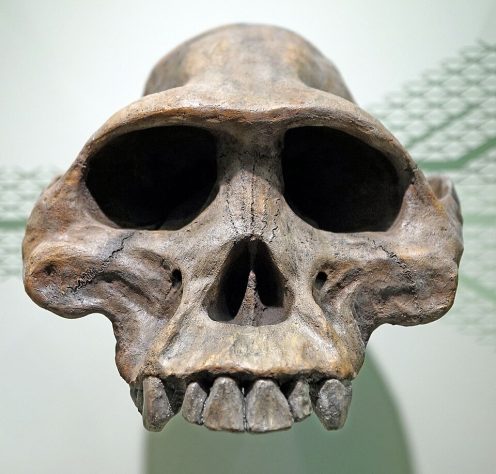 fóssil de Lucy, descoberto na Etiópia em 1974